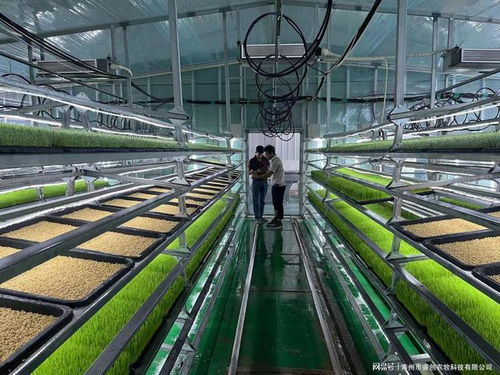 水培牧草 開啟高效、營養、健康的畜牧業優質飼料新時代