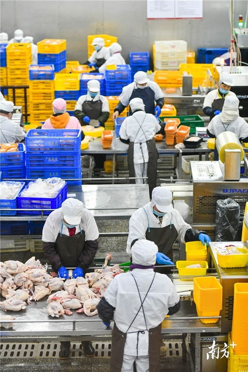 預制菜風口下的清遠機遇 發揮畜牧漁業飼料優勢，打造粵北預制菜供應鏈高地
