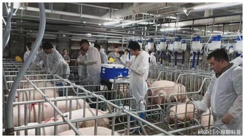 273.32億元，增長5.4% 畜牧漁業(yè)飼料銷售穩(wěn)健增長的動力與展望